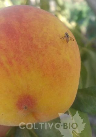 Mosca della frutta su pesco