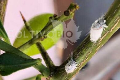 cocciniglia cotonosa del limone