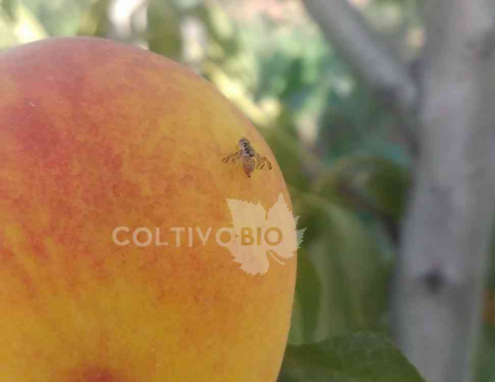 mosca della frutta