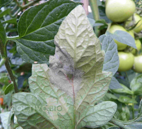 sintomi di peronospora su foglia di pomodoro con evidente formazione di muffeta biancastra 