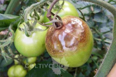 danni da peronospora del pomodoro su frutto