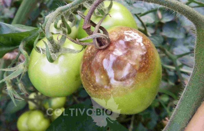 danni da peronospora del pomodoro su frutto