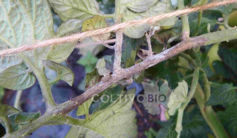 danni da peronospora del pomodoro causati su stelo