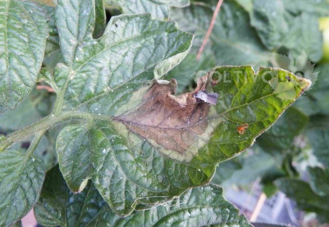 sintomo di peronospora del pomodoro su foglia