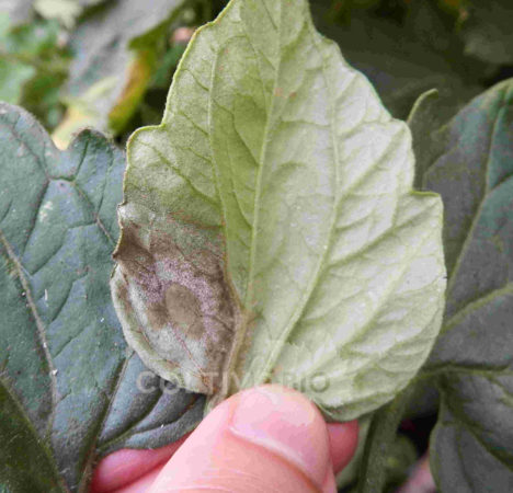 sintomi di peronospora su foglia di pomodoro