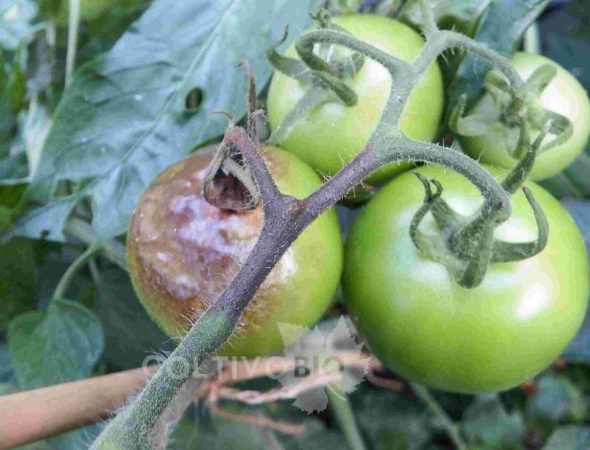 sintomi di peronospora su racemo di pomodoro