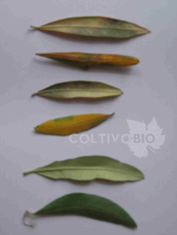 diversi sintomi di piombatura dell'olivo su foglia