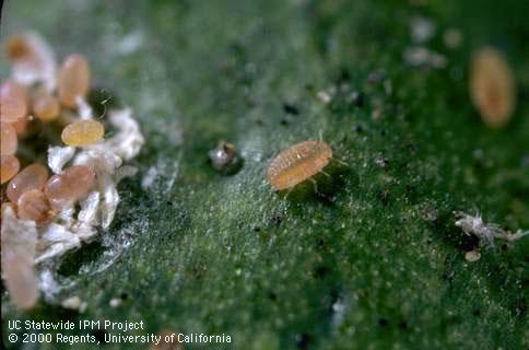 Larva di prima età e uova di cocciniglia mezzo grano di pepe