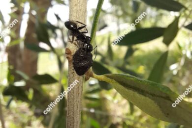 adulto di cocciniglia mezzo grano di pepe e formica in cerca di melata