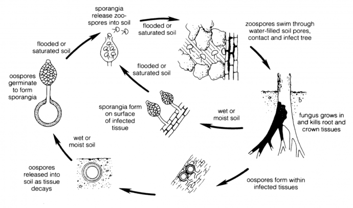 Ciclo biologico della phytophthora