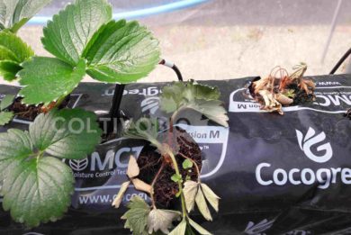 Piante di fragola colpite dal marciume del colletto
