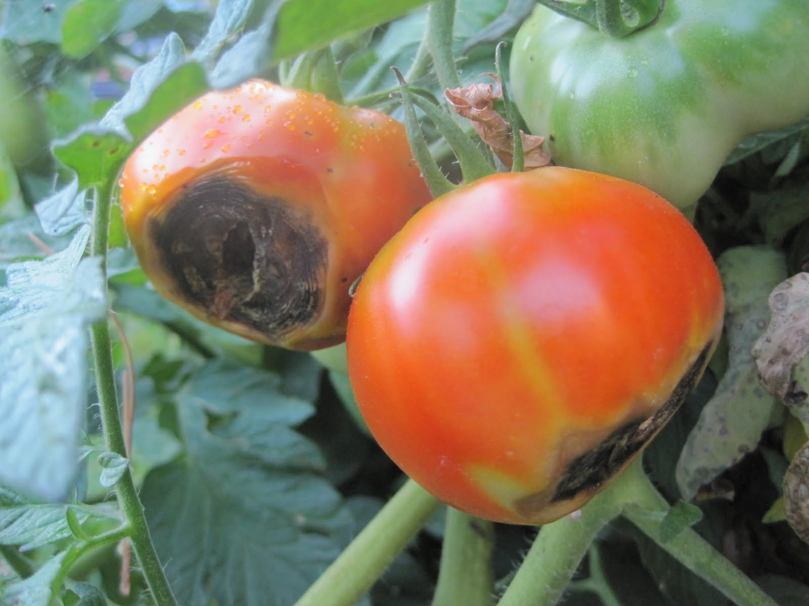 marciume apicale del pomodoro