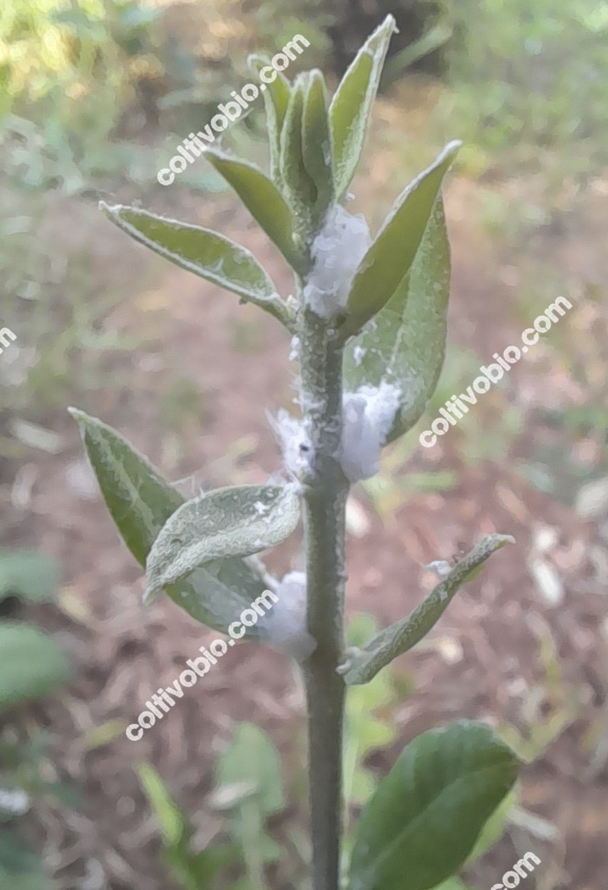 germoglio colpito da cotonello