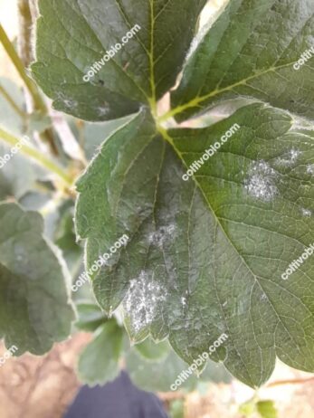 oidio su foglia di fragola