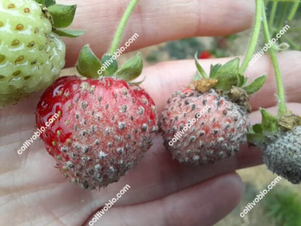 sintomi di oidio su fragola