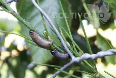 larve di criocera dell'asparago