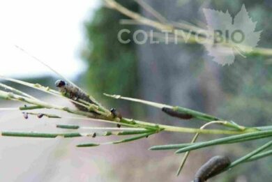 larve di criocera dell'asparago
