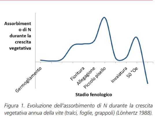 picchi assorbimenti azoto nella vite