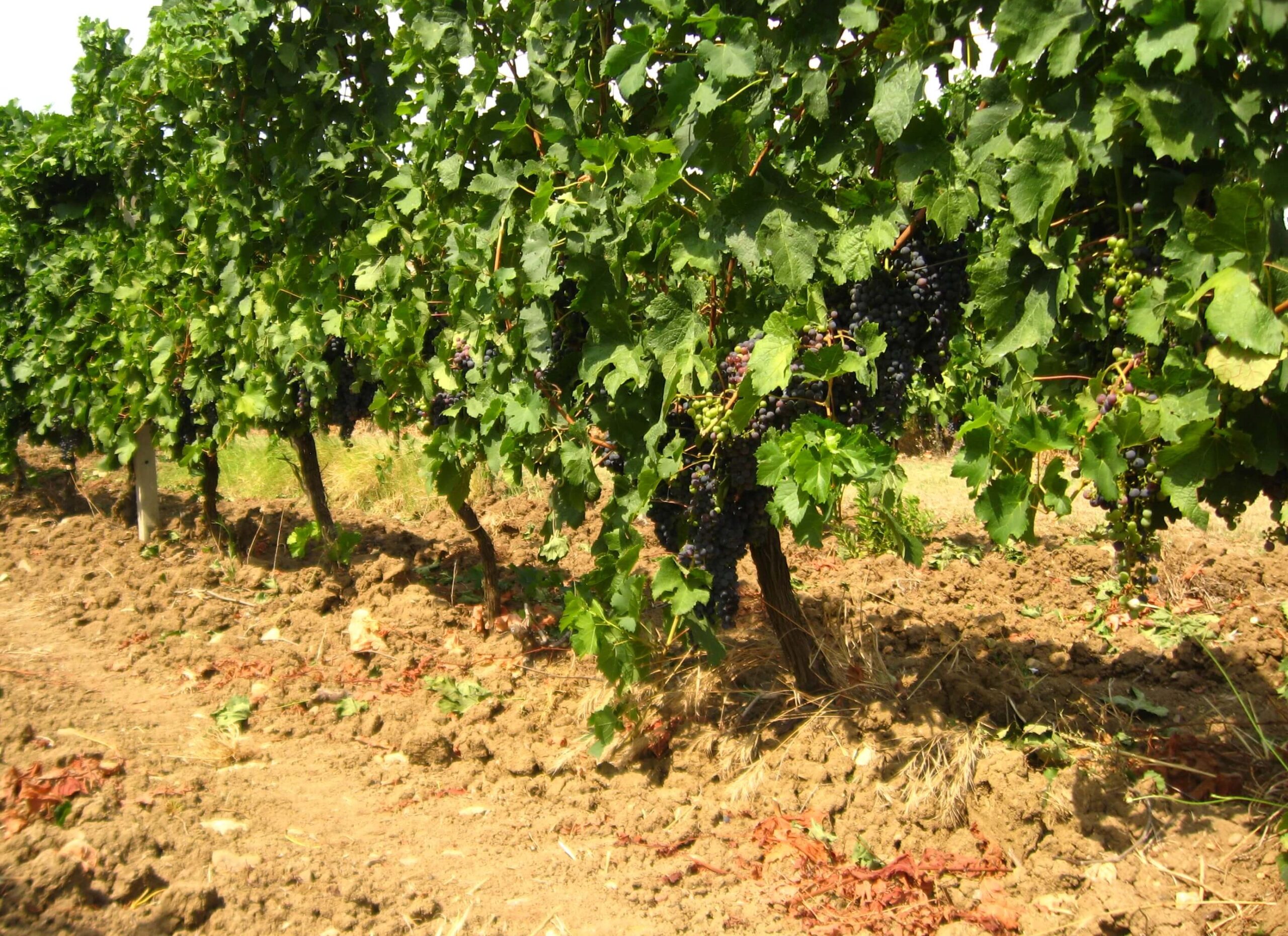 lavorazione meccanica della vite