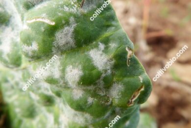 oidio delle brassicacee