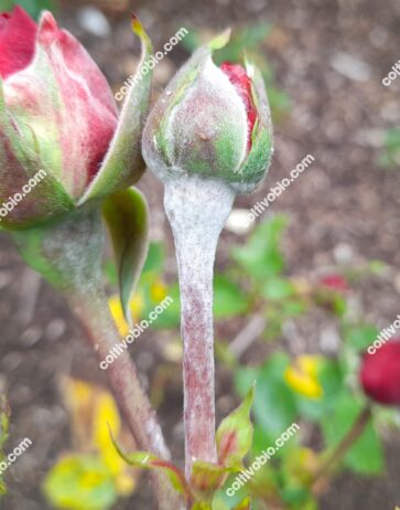 oidio della rosa
