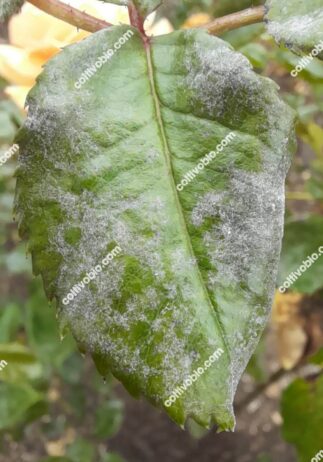 mal bianco della rosa