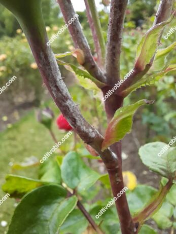 oidio della rosa