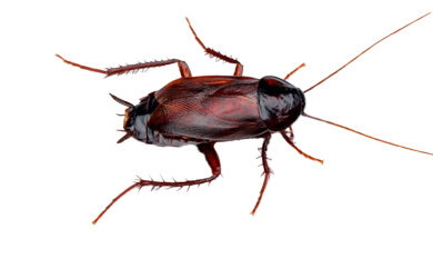 Oriental cockroach (also known as the black cockroach)
