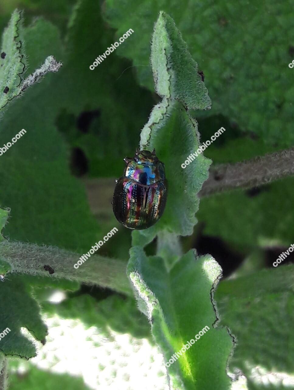 Particolare di adulto di Chrysolina americana. Si noti la tipica colorazione metallica