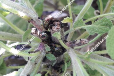 Adulti di Chrysolina americana che si nutrono su pianta di salvia