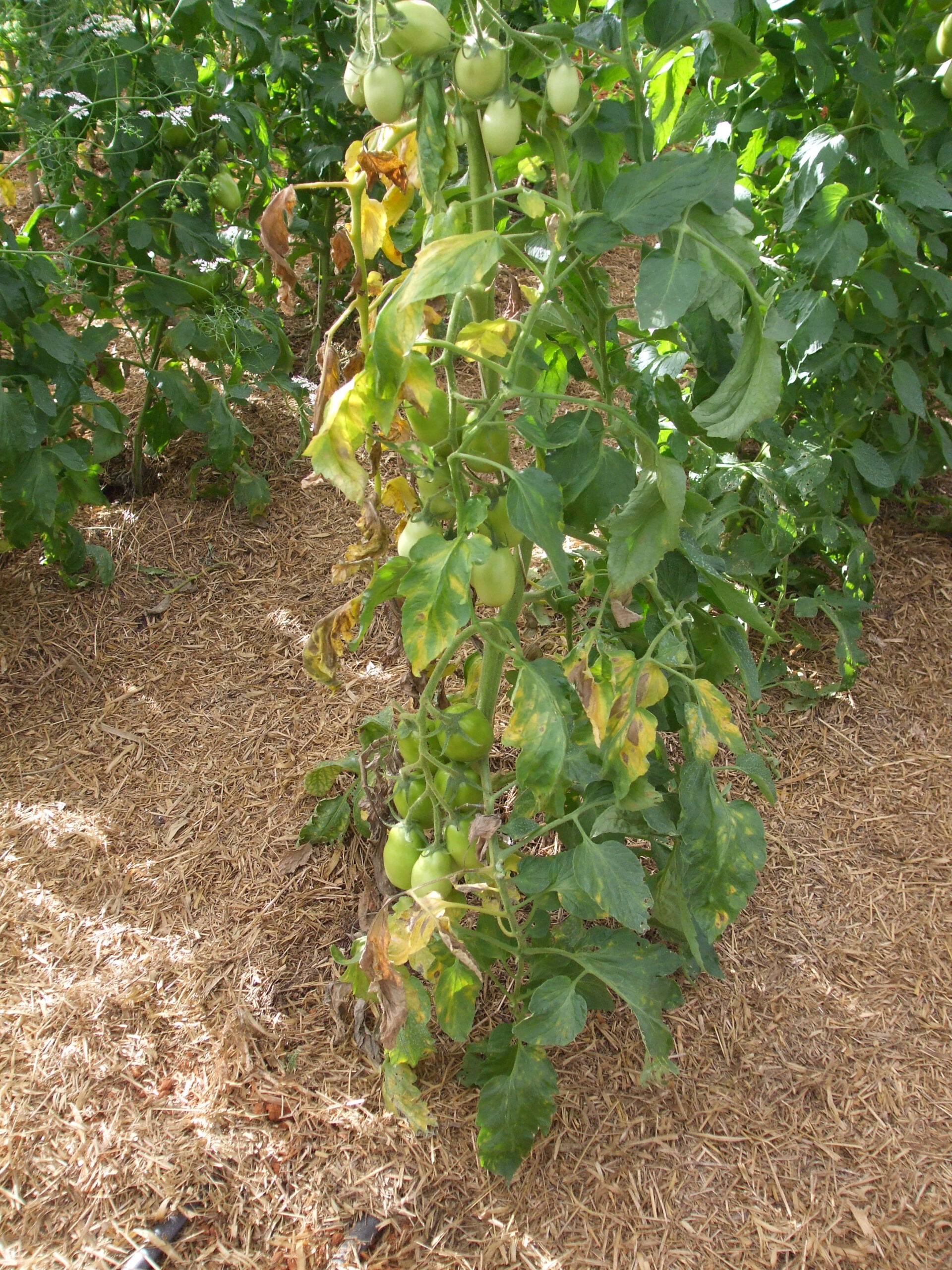 Fusarium symptoms on tomato