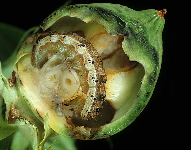 Larva di Helicoverpa armigera e relativi danno