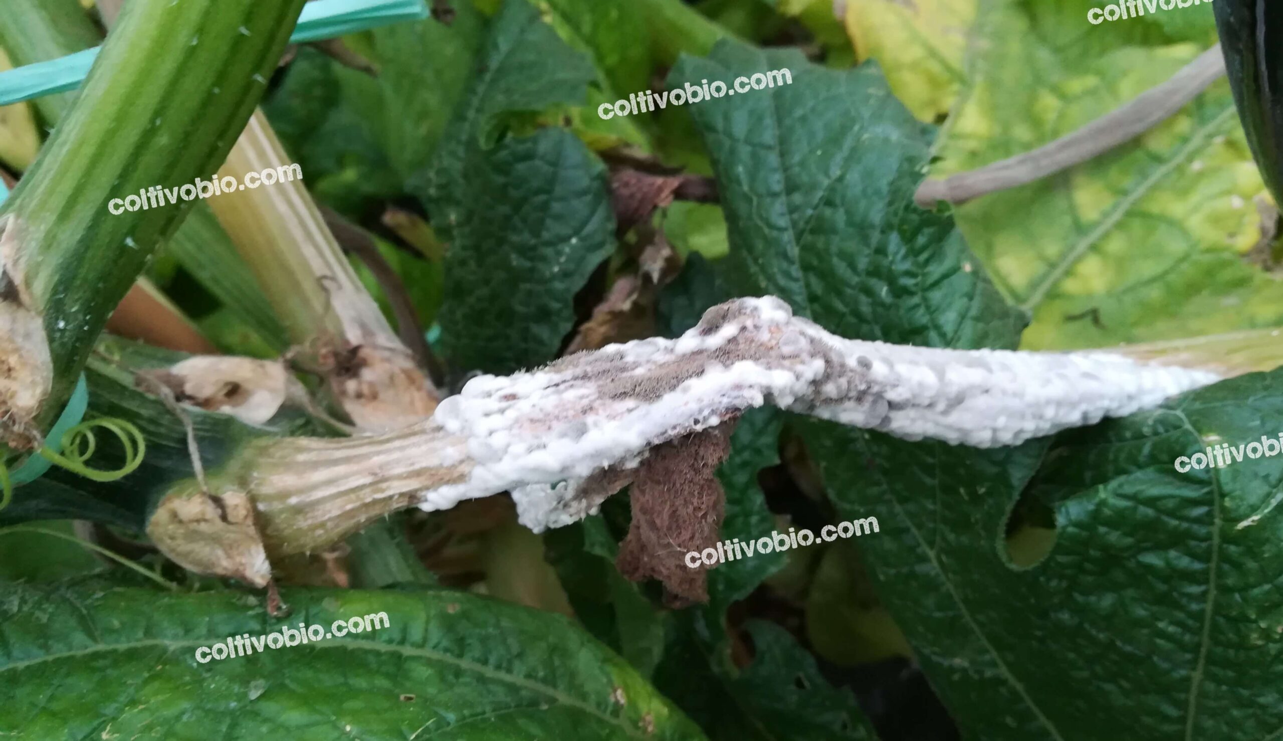 Sintomi di sclelortinia su zucchino