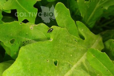 Adulto di altica su rucola con la tipica colorazione nera.