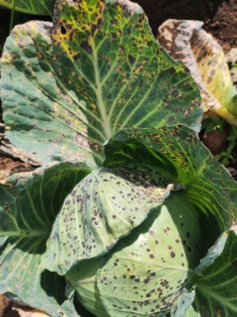 tipici sintomi si Alternaria delle brassicacee