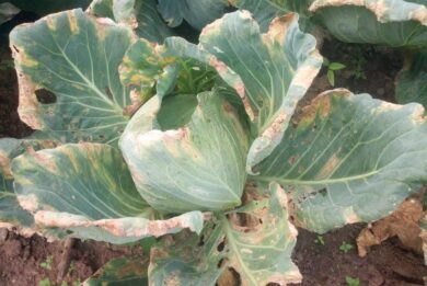 Tipici sintomi di batteriosi Delle brassicacee