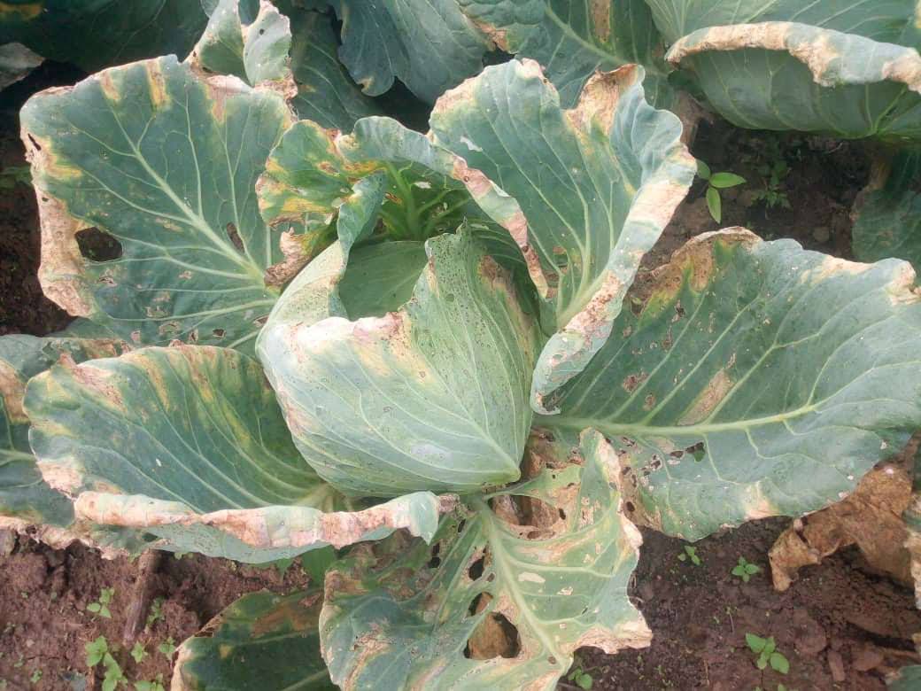 Tipici sintomi di batteriosi Delle brassicacee