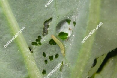 larva di plutella e relativi danni da rosura