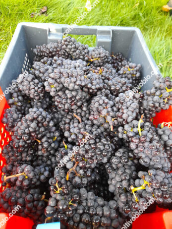 Vendemmia effettuata con casse che si possono impilare