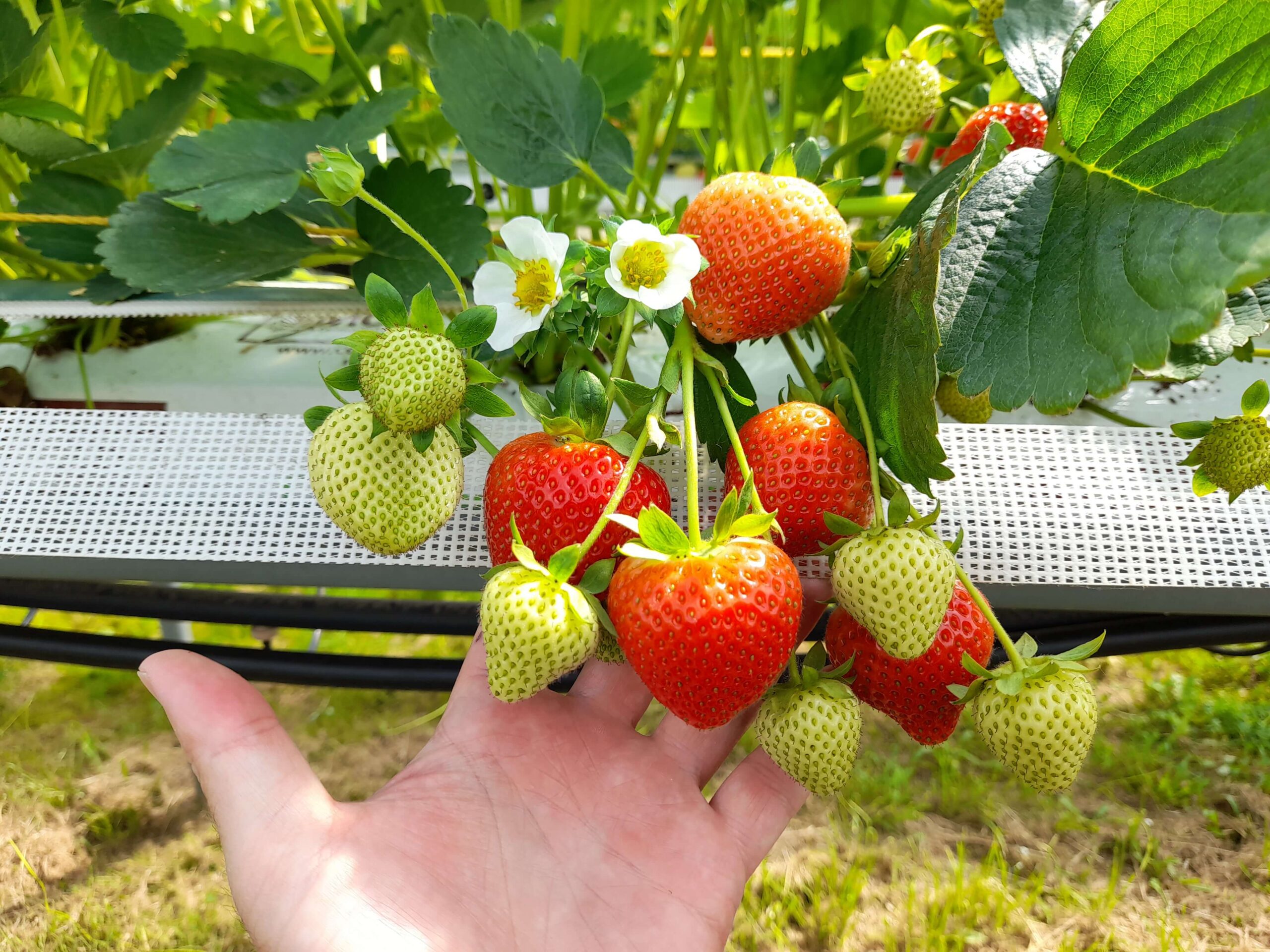 coltivazione della fragola