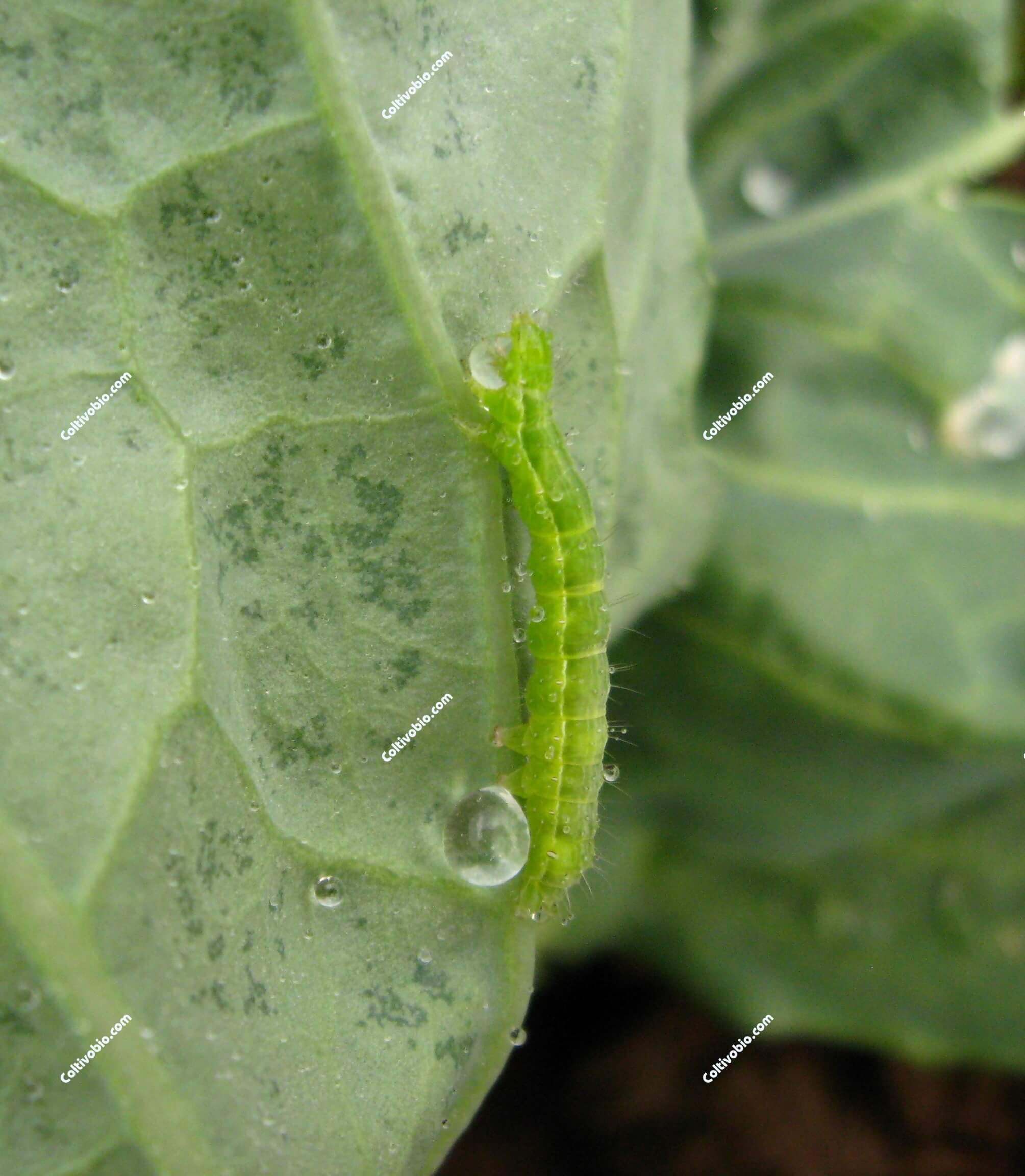 larva di plutella su cavolo