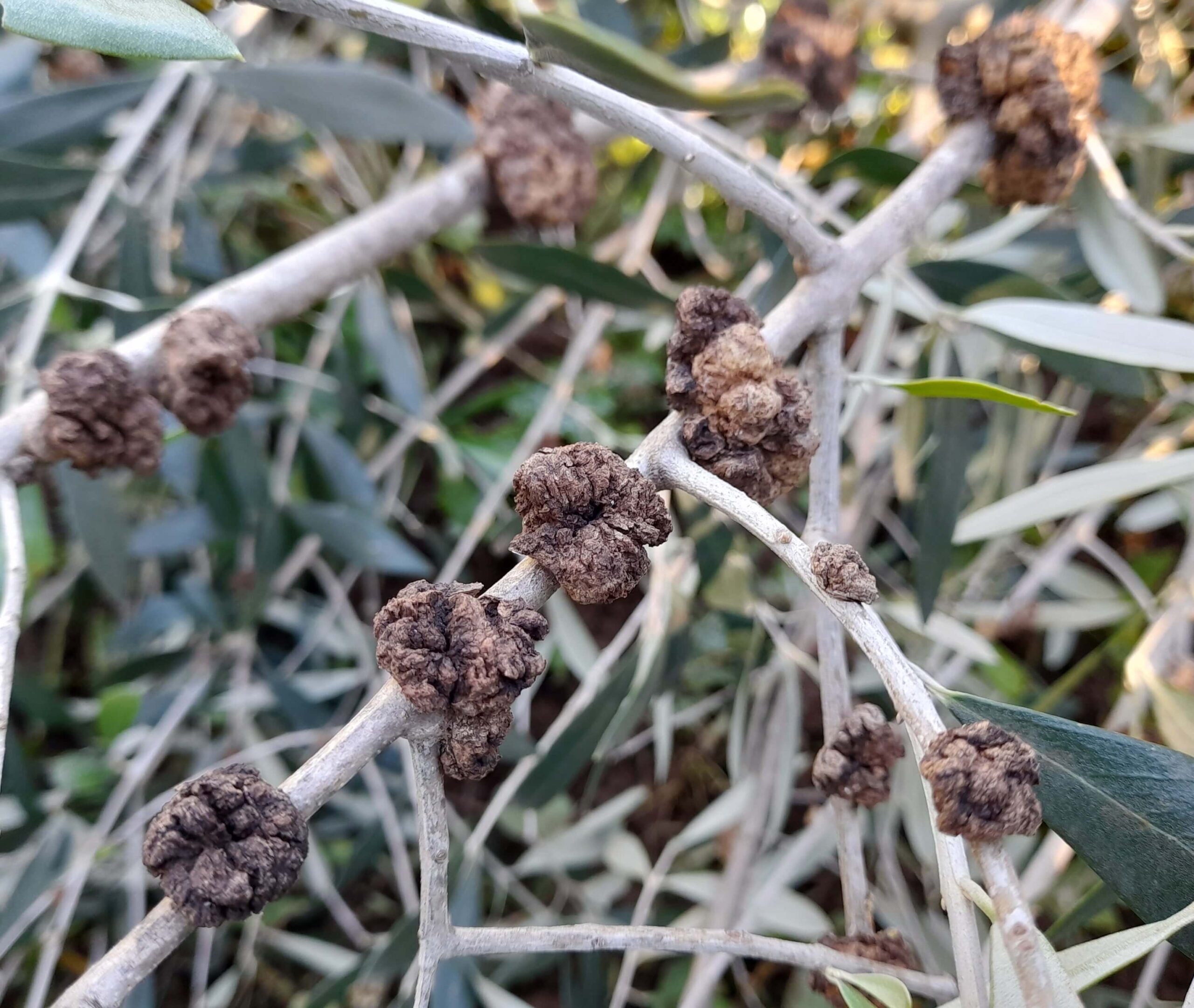 sintomi di rogna dell'olivo