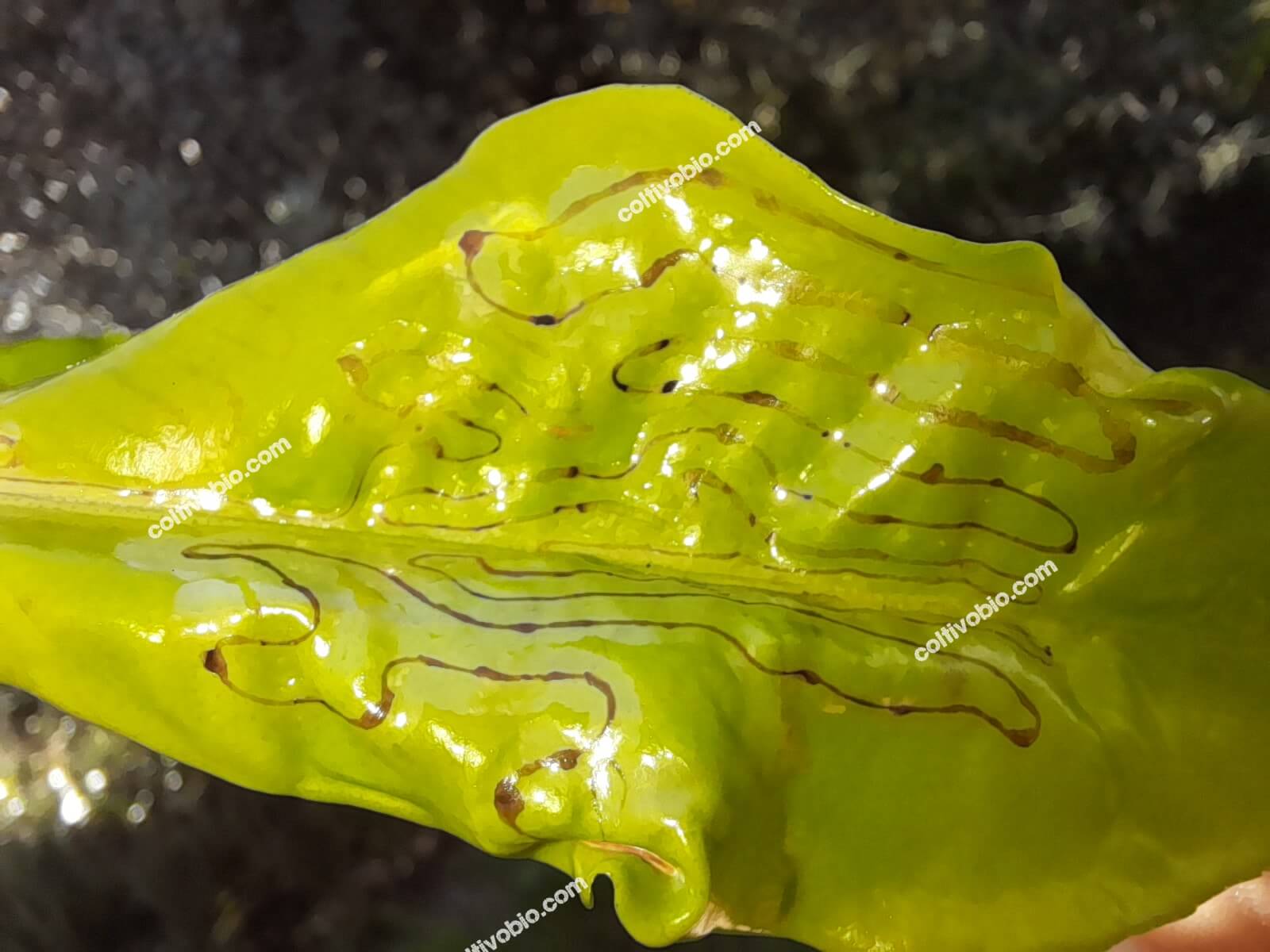 Sintomi di minatrice serpentina su foglia di limone