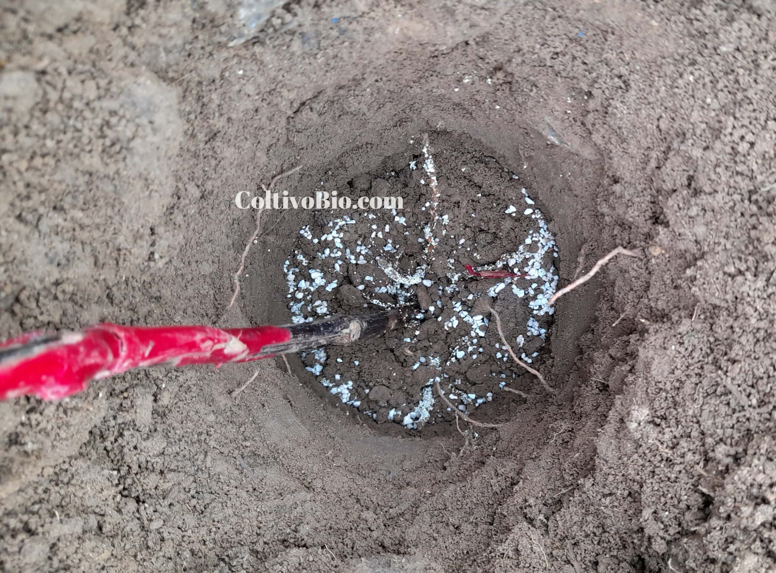 Uso delle micorrize in fase di trapianto. la foto mostra l'inoculo di micorrize in buca di trapianto di una barbatella di vite