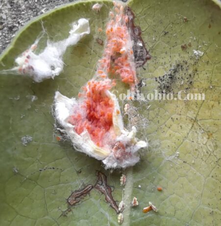 cocciniglia cotonosa con uova