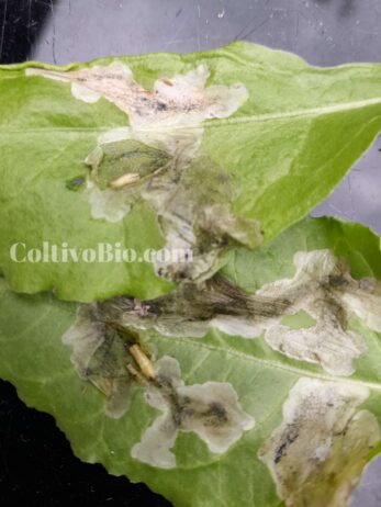 Foglie colpite da Mosca dalla bietola che mostrano i tipici sintomi