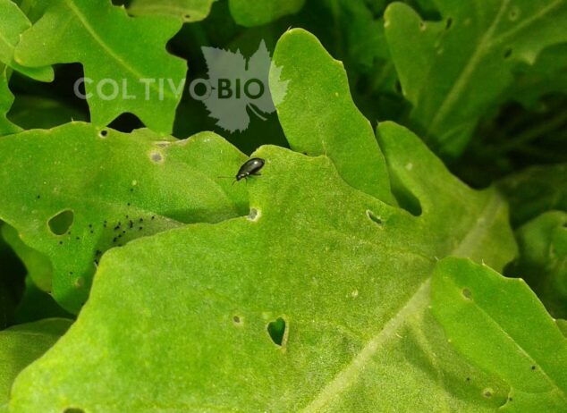 Adulto di altica su foglia di rucola
