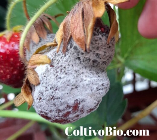 Sintomi di botrite su frutto di fragola. Si noti la tipica muffetta grigiastra