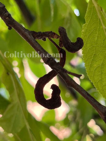 Frutti colpiti da Taphrina che si sono seccati sull'albero per effetto dell'attacco della malattia