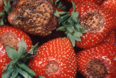 Sintomi di antracnosi su fragola